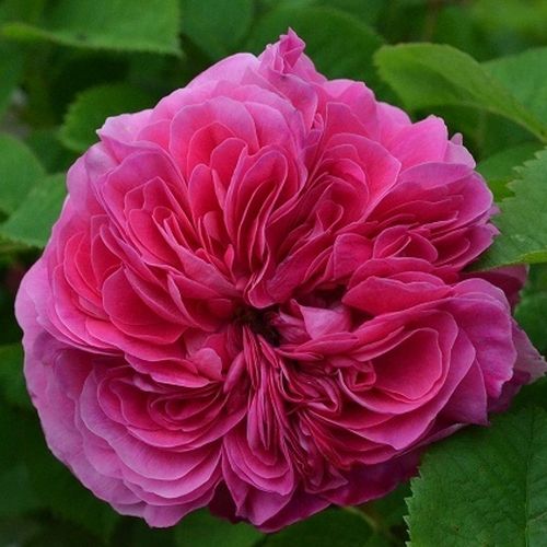 Malwowo-fioletowy - Róże pienne - z kwiatami róży angielskiej - korona krzaczasta
